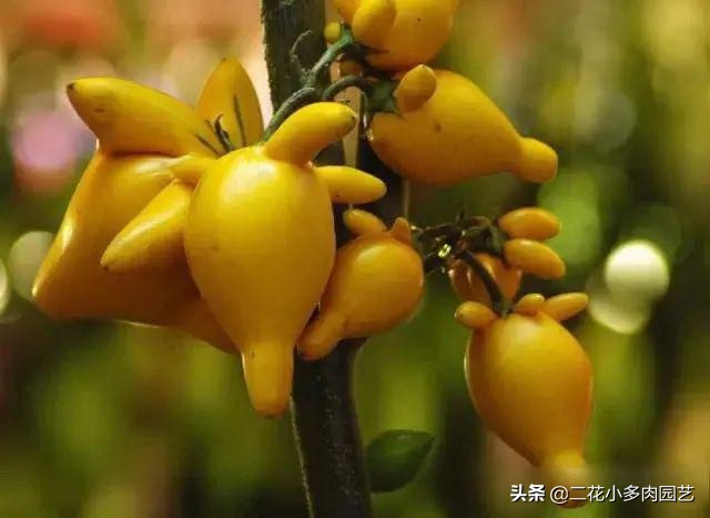 365种·常见花卉图谱，观果和多肉植物收藏篇