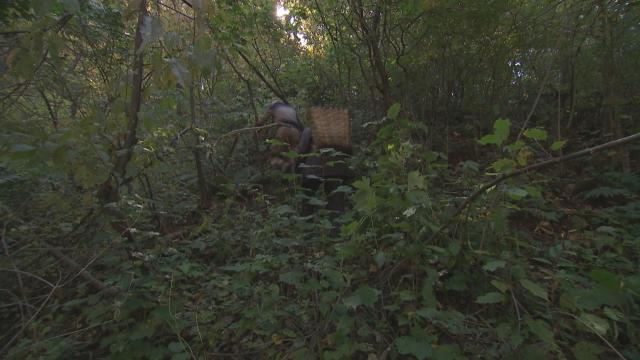 抚松县原始森林,吉林抚松森林