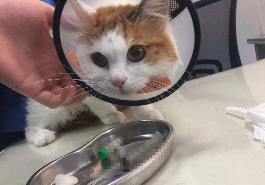 发情前绝育还是发情后绝育好,发情中做绝育会立即停止发情吗