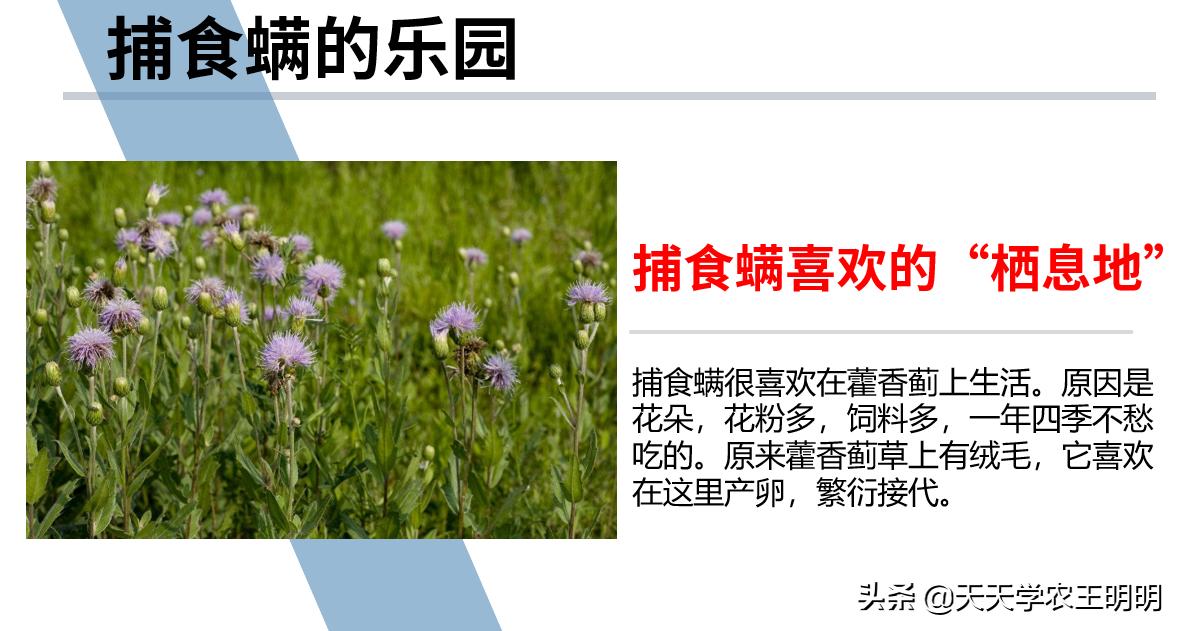 捕食螨除红蜘蛛,捕食螨灭红蜘蛛视频