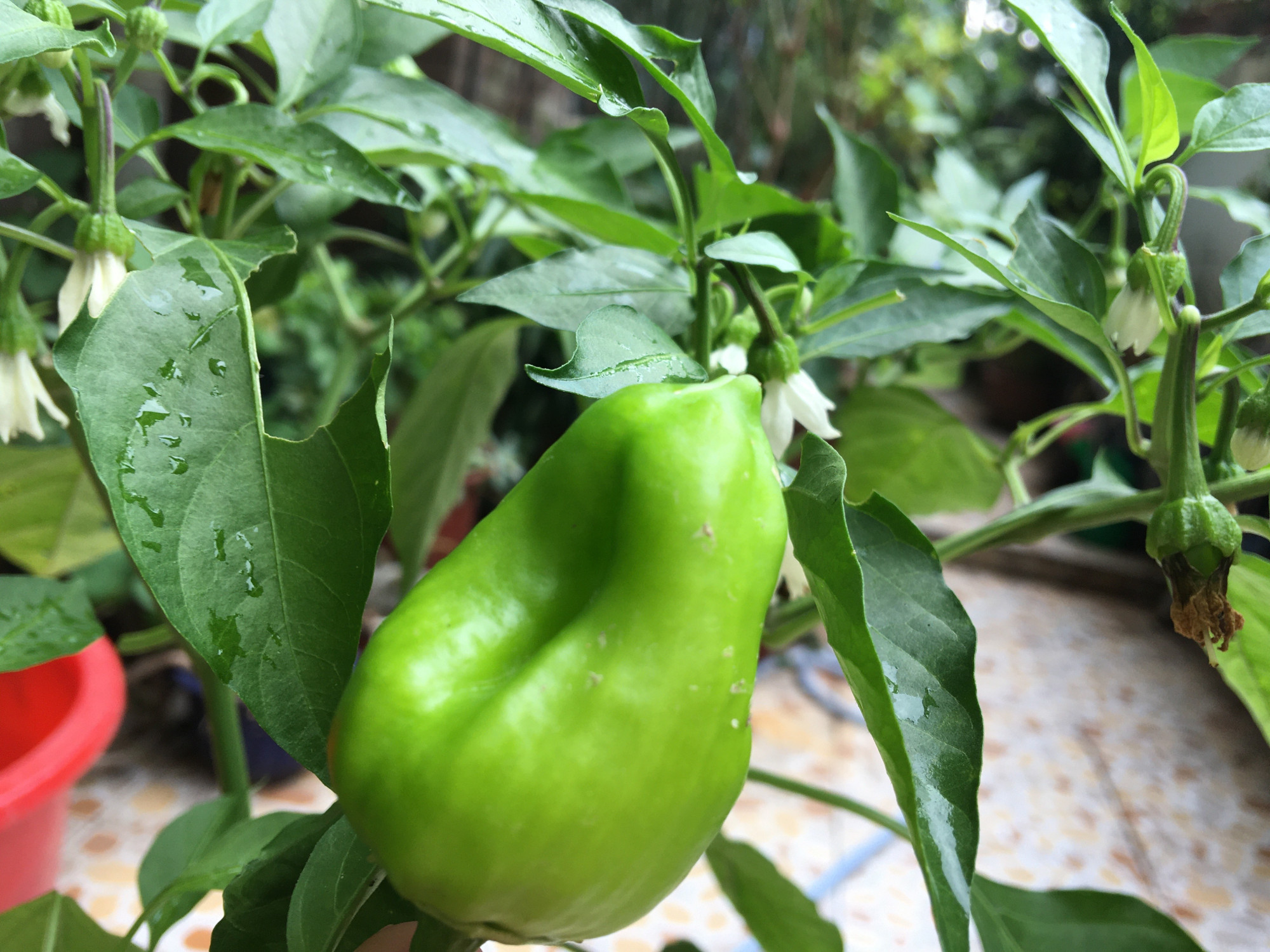 阳台养的菜苗蔫了怎么办,在阳台种的菜苗又细又高