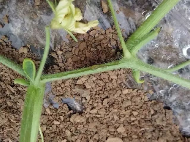 西瓜裂蔓会自愈吗,西瓜裂蔓可以用百菌清灌根吗