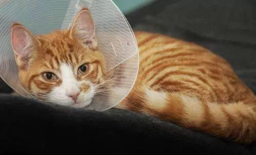 小猫咪喝了酸奶拉稀怎么办,养宠小知识猫咪呕吐拉稀怎么办