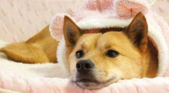 狗狗得了细小和新冠能治好吗,狗细小治好了有什么后遗症吗