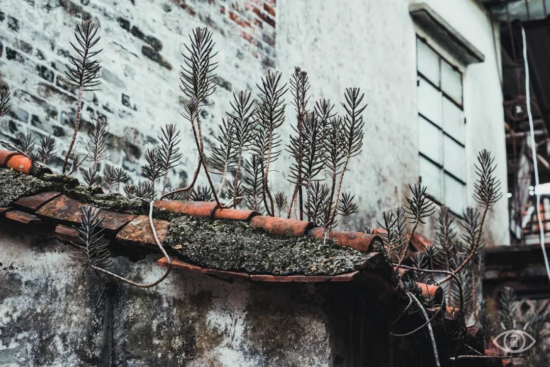 深圳古城风景图片,深圳大鹏古城晚上好玩吗