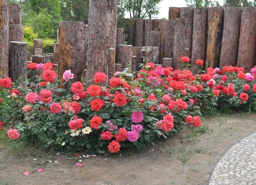 太原迎泽公园3月份看花,迎泽公园看花