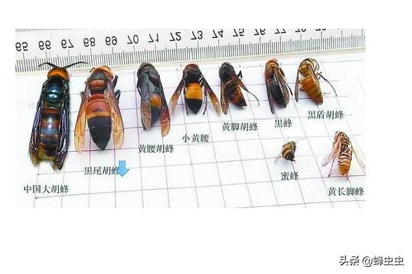 蜜蜂养殖户面对马蜂的攻击，想了几种防治马蜂的办法，哪种最有效