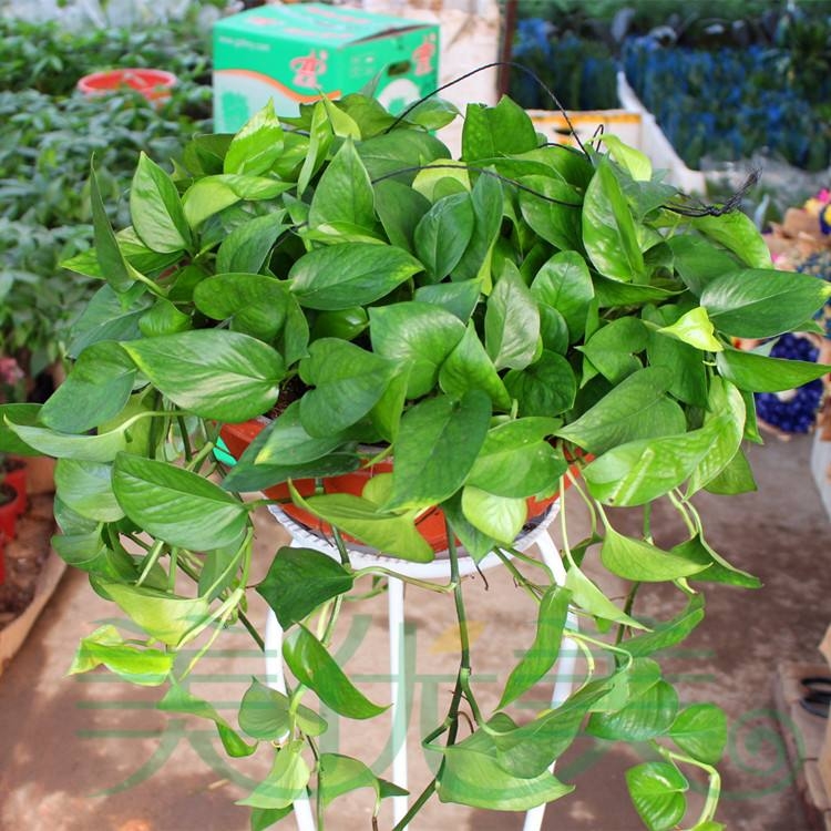 室内绿植大盆栽净化空气,室内盆栽绿植金钻如何养护