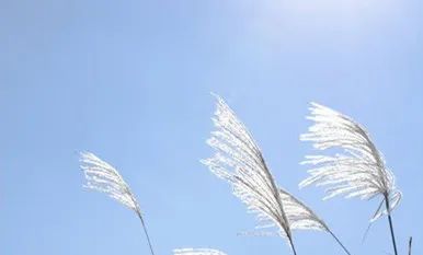 破马张飞骑驴,破马张飞怎么样