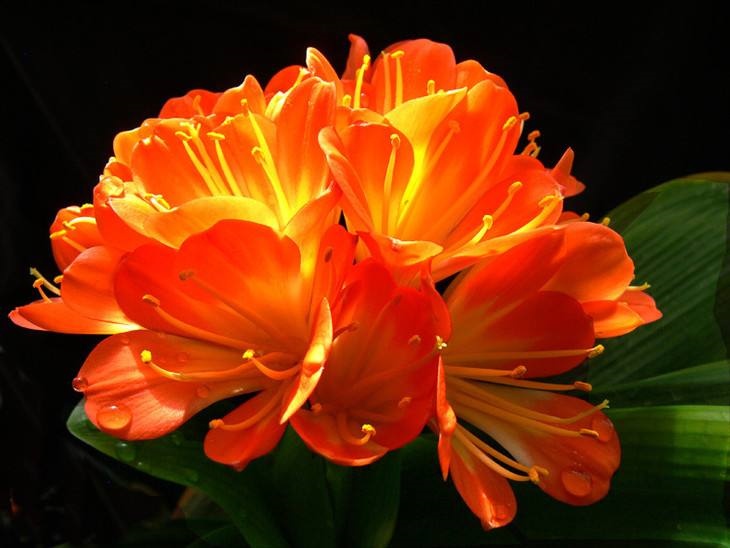 君子兰叶子枯黄什么原因引起的,君子兰叶子为什么枯黄