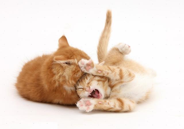 吸猫的科学依据来了,教你如何获得一只猫