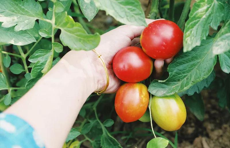 菜吧:她不上班也不靠脸吃饭,住2层小楼,过上了别人做梦都要的日子