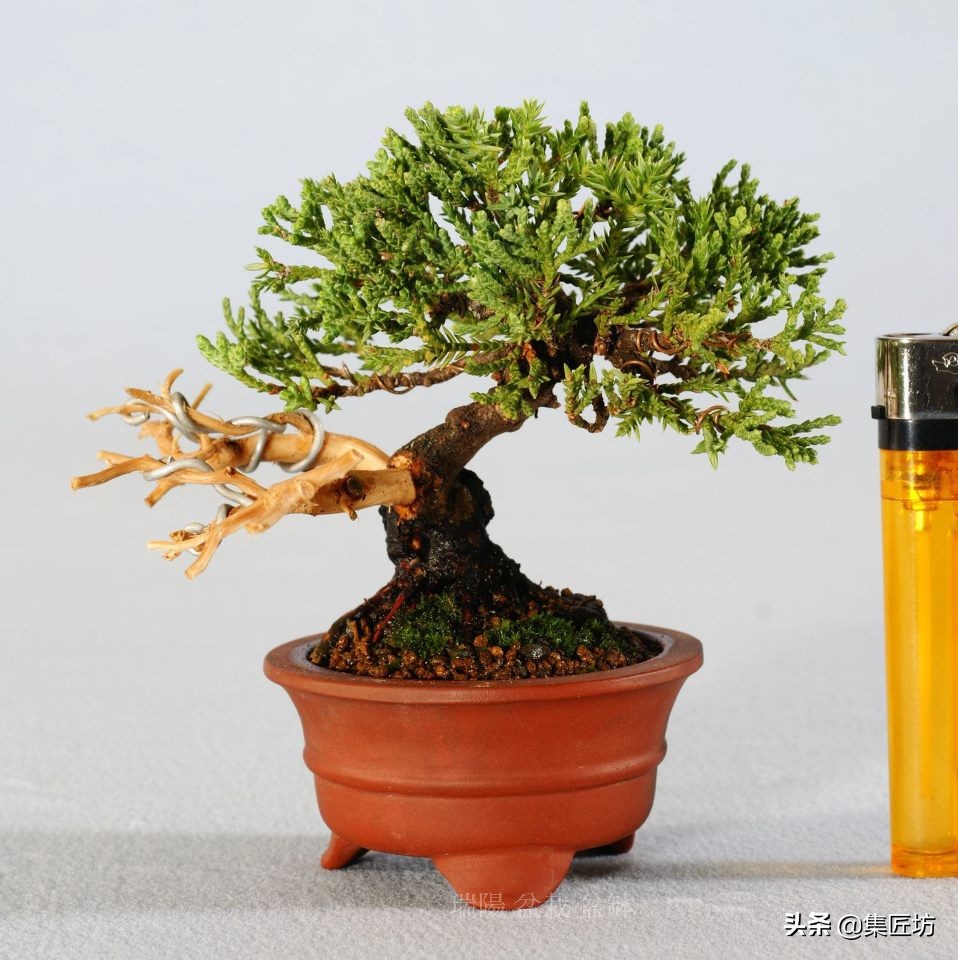 盆景舍利桩处理方法,盆景舍利杆上面的附着物怎么清除