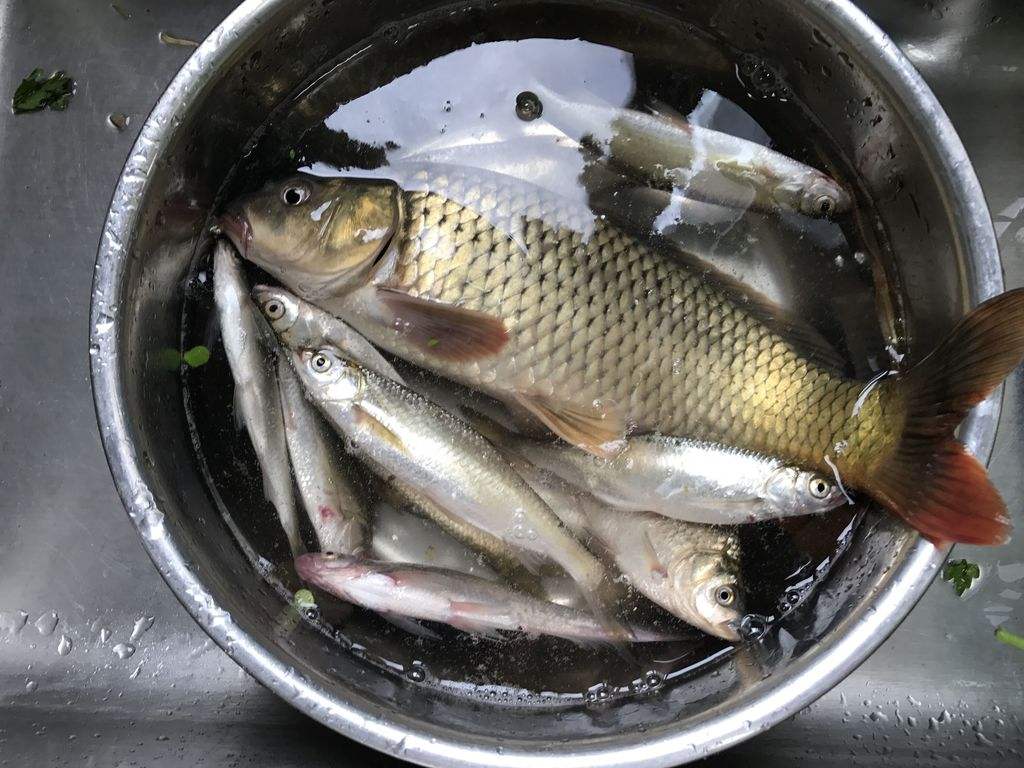鲤鱼一直在水面跳怎么钓,野钓鲤鱼一直没口怎么办