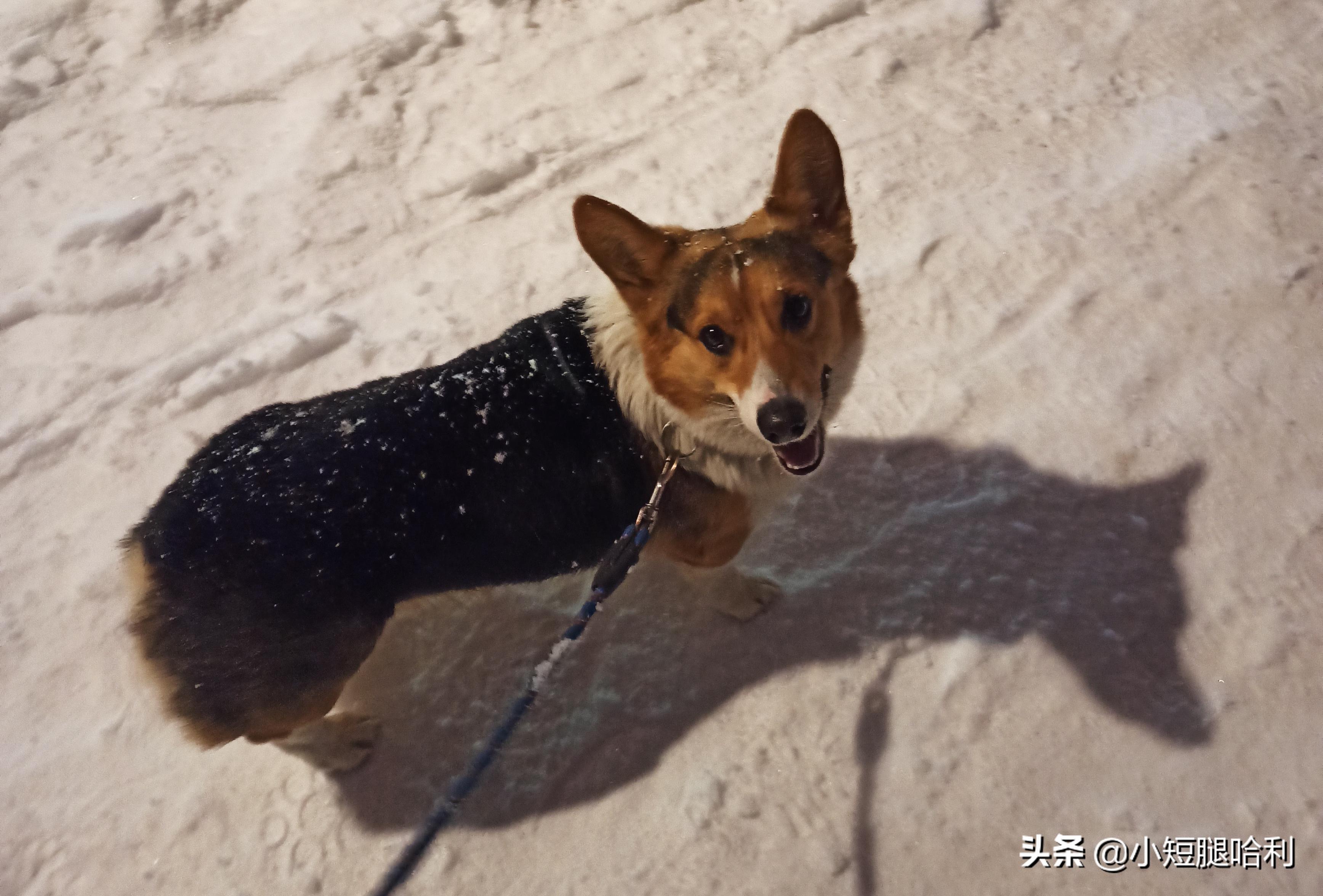 狗舍怎么养柯基,新手养狗适合养柯基吗