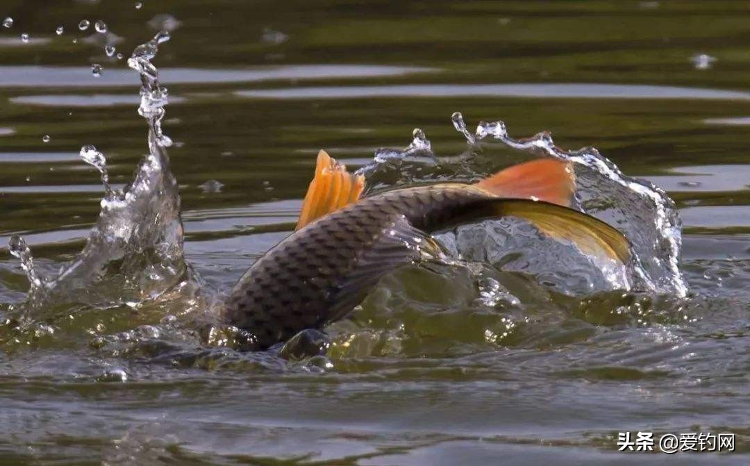 野钓鱼线怎么选择几号,野钓时鱼线怎么选择