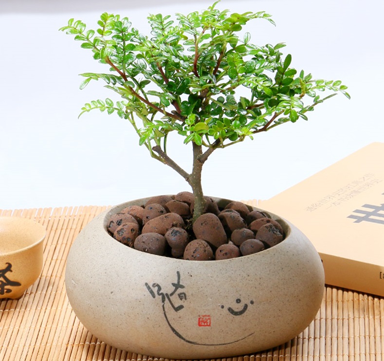 买的清香木一碰就掉叶子,清香木移栽后掉叶子会怎么样