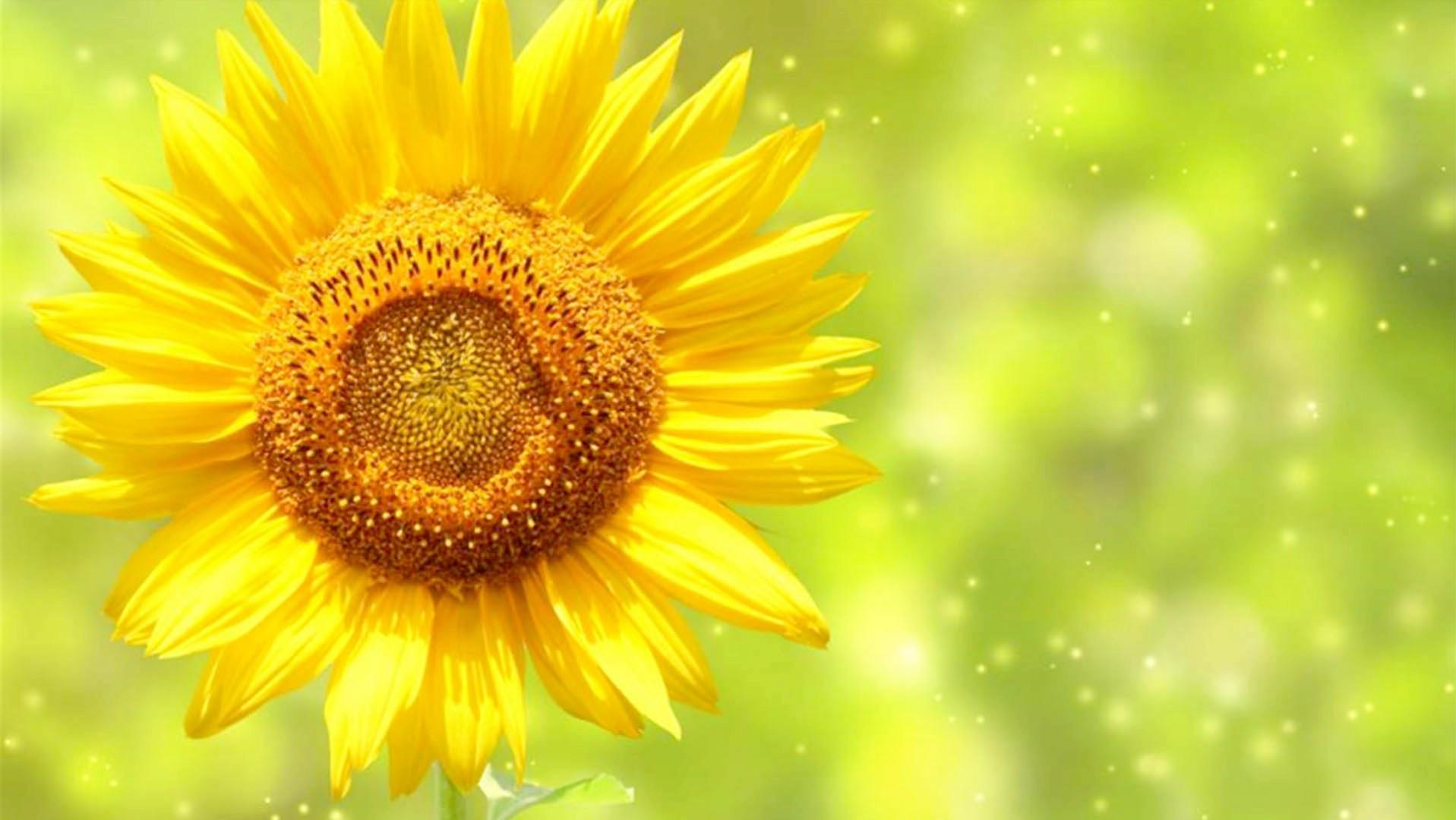 人最好的状态无非是止语又止心,止语止心止行什么意思