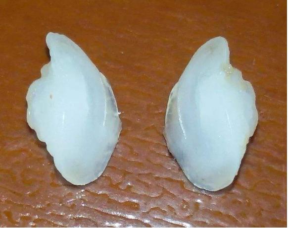 浙江渔民捕获7斤重野大黄鱼,浙江舟山大黄鱼价格