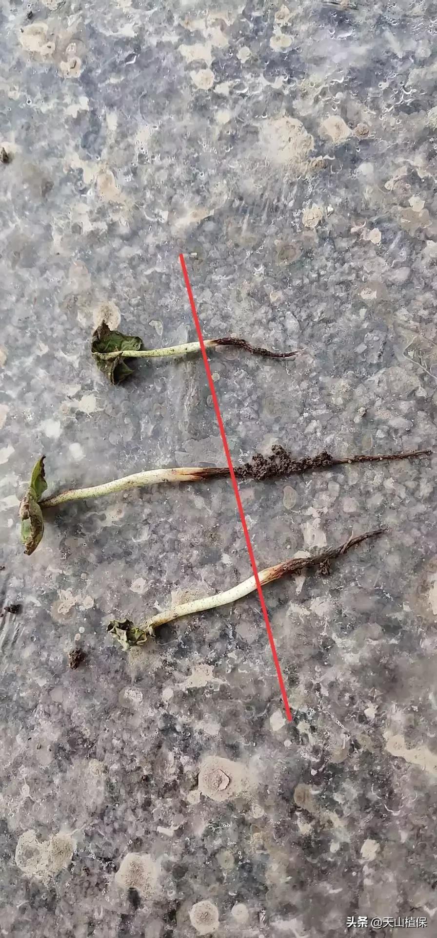 棉苗枯萎病现在应该怎么办,棉苗黑根死苗怎么处理