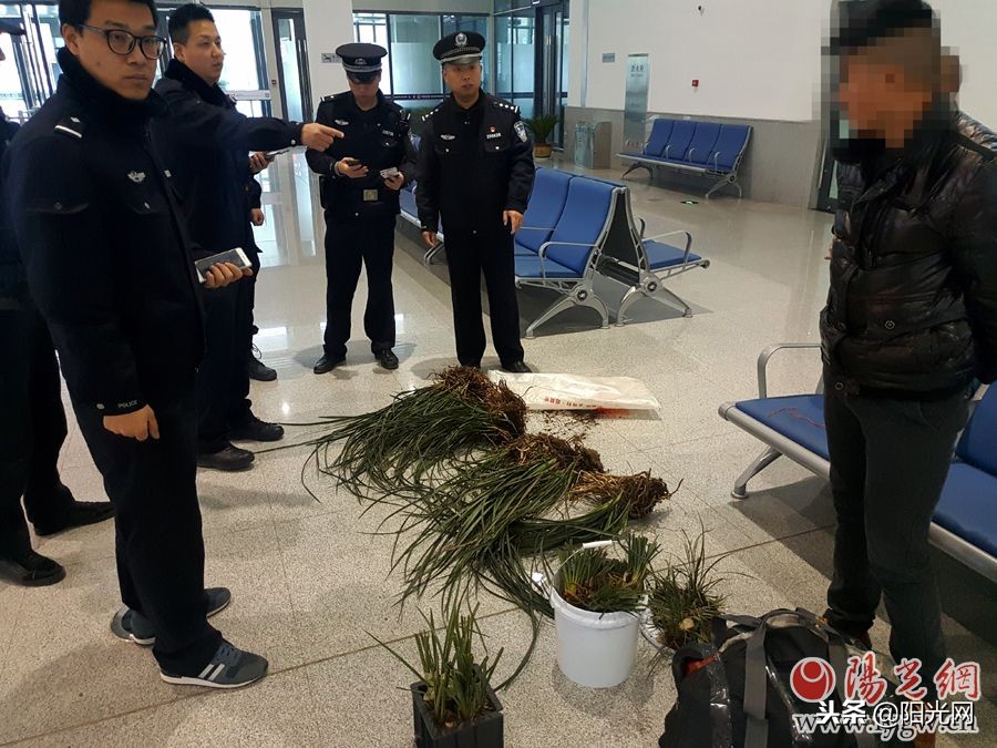 西成高铁开通一年安康铁警查获野生兰草近千株
