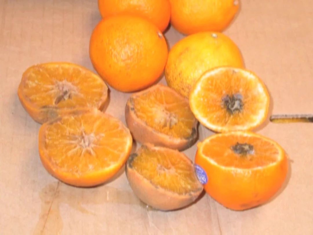 绿霉病害症状,柑橘绿霉病能治好吗