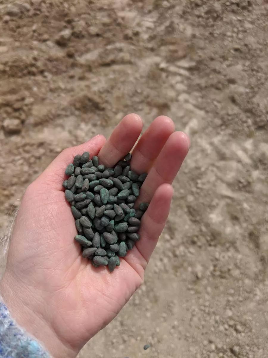 棉田里的边缘战事