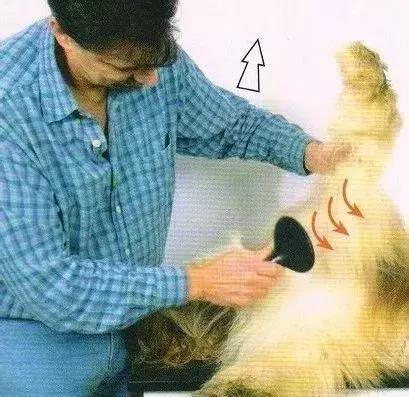 长毛犬如何让毛不打结,长毛犬打理视频