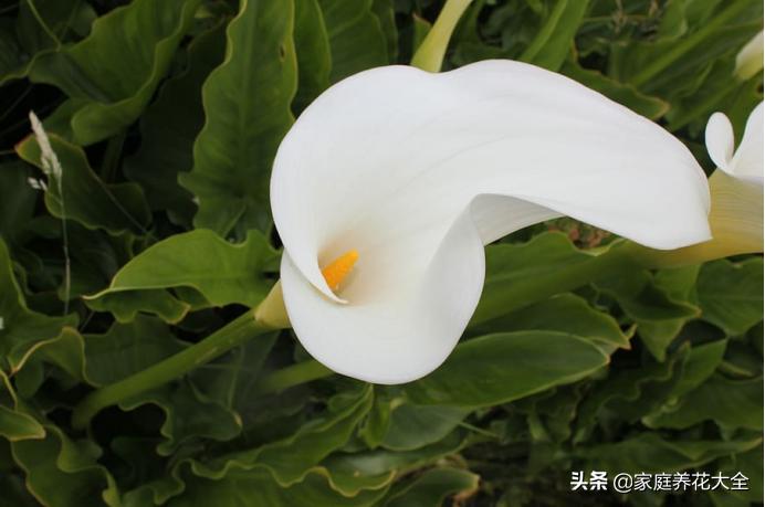 马蹄莲手动开花它还会自己开花吗,马蹄莲有毒吗毒性多久发作