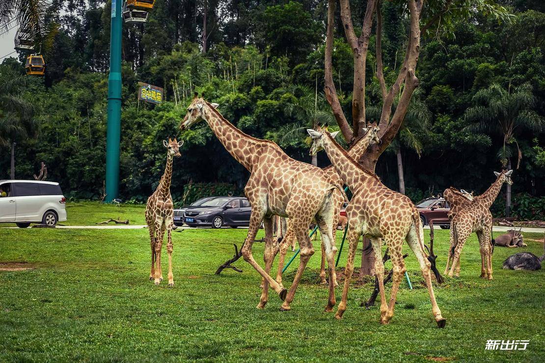 打卡长隆动物园记田妈和威马EX5520的周末