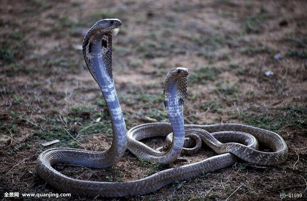 冷血精神病有感情吗,冷血精神病治疗