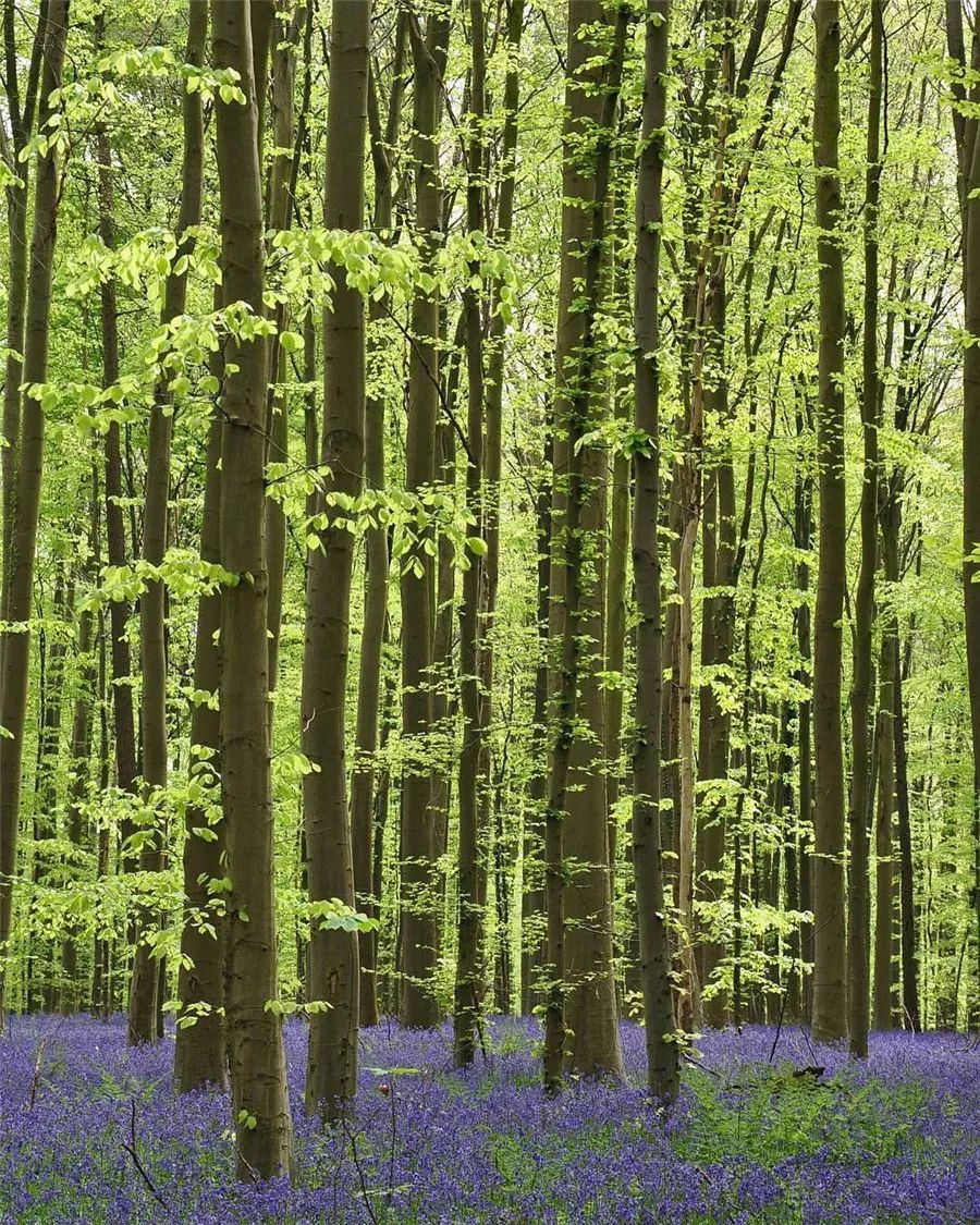 鍥涘缇庢爲,鐢板洯缇庢爲