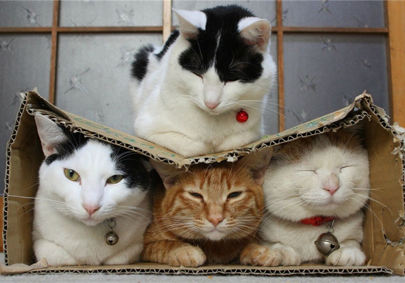 辟谣猫咪并非黑夜都能看得清,猫咪假孕结果真孕