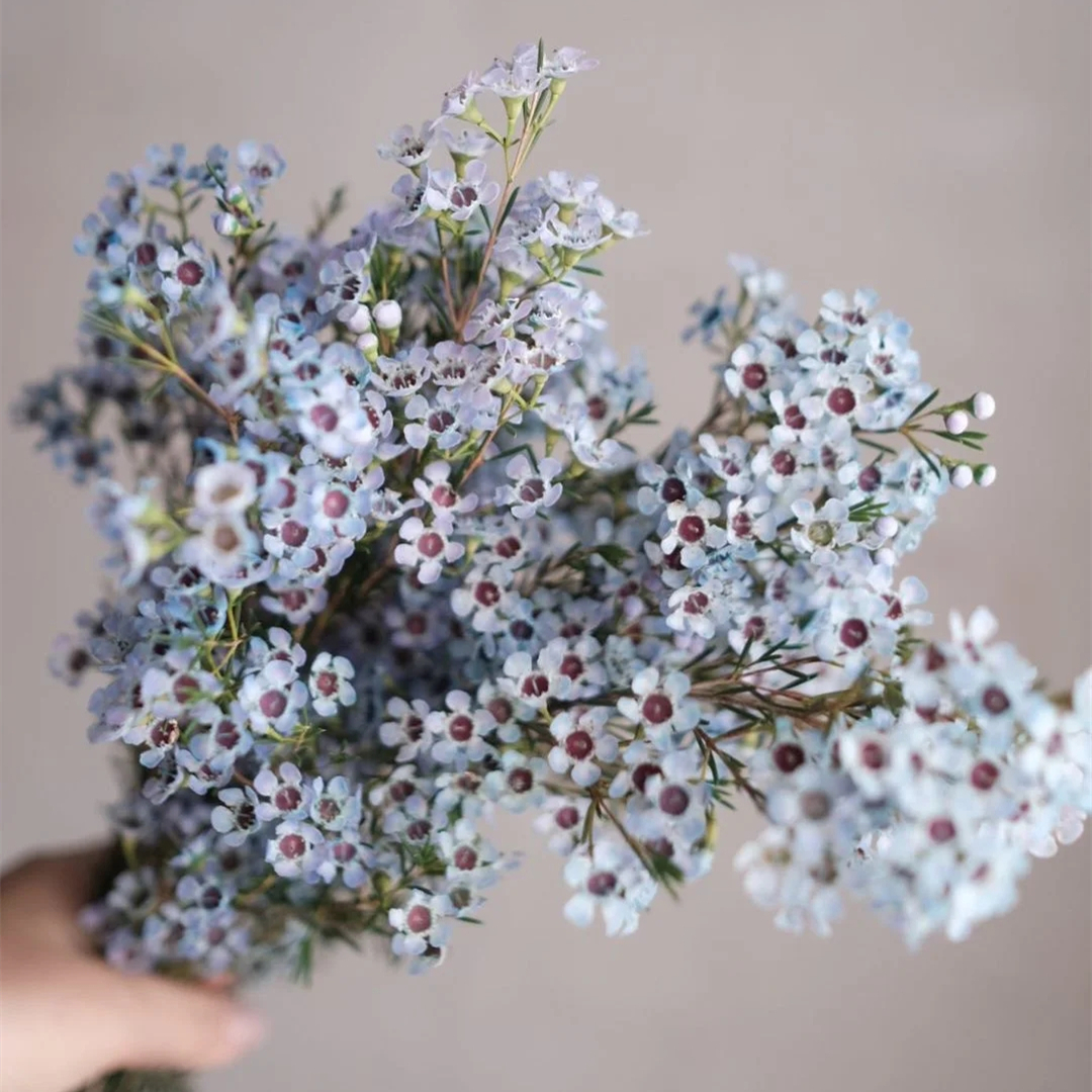 野冬青花材,畅销花卉绿植排行榜前十名