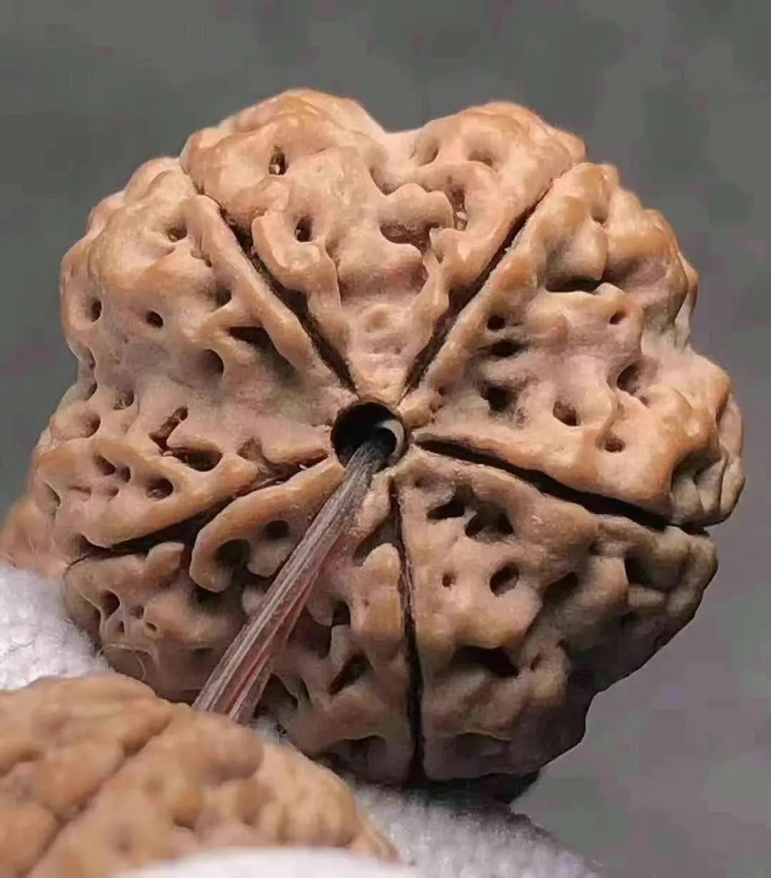 尼泊尔金刚杵 (尼泊尔金刚菩提)