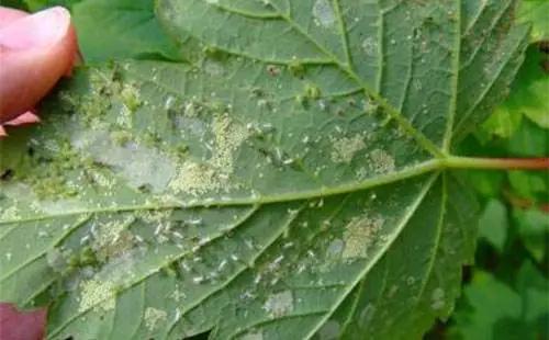 蚜虫有什么偏方治疗,蚜虫防治法既防虫还增产