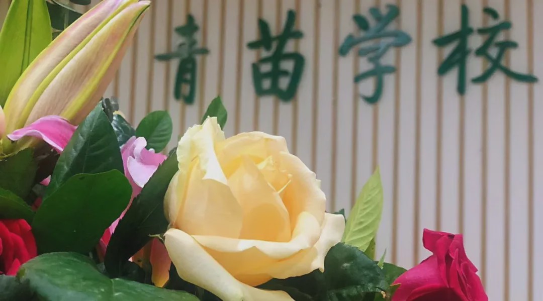 “温度”的师资，“韧度”的国际课程体系。青苗，你的不二之选