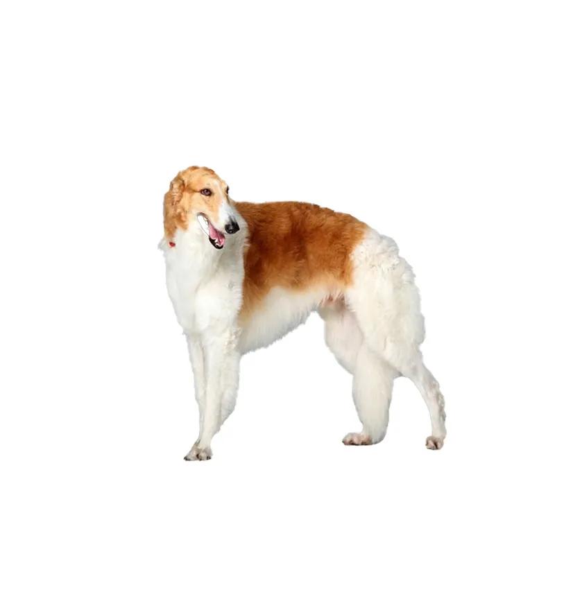 滨州48种烈性犬标准,滨州烈性犬最新规定