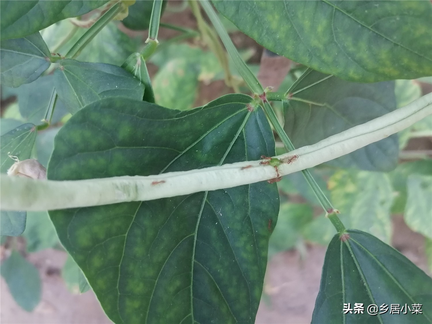 豆角棵上的蚂蚁怎么治,豆角秧生蚂蚁怎么办