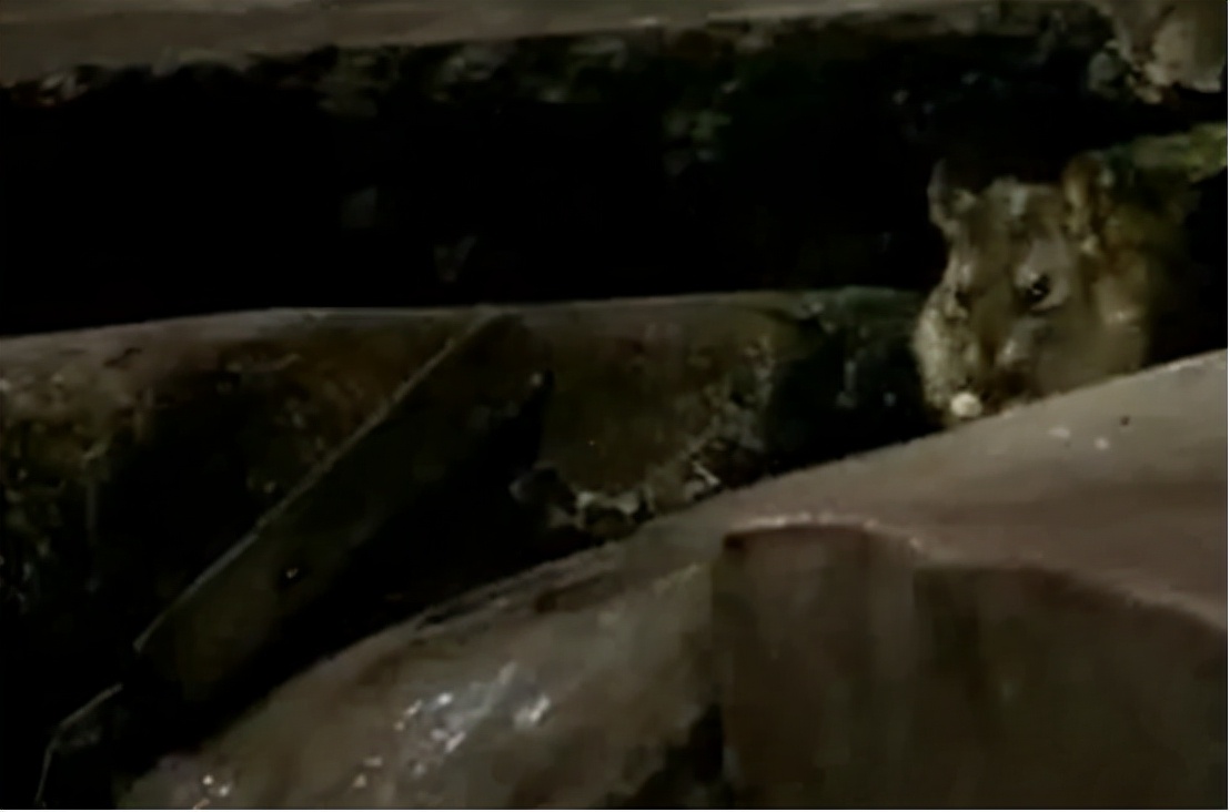 印度穷人下水道里淘金,印度穷人淘金