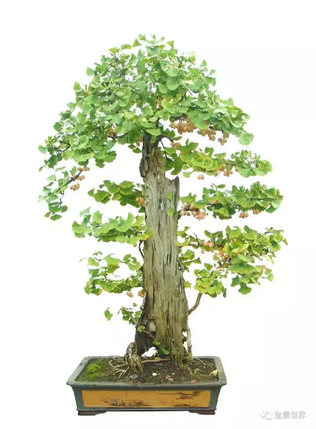 文人银杏树盆景造型参考图,银杏巨型老桩盆景