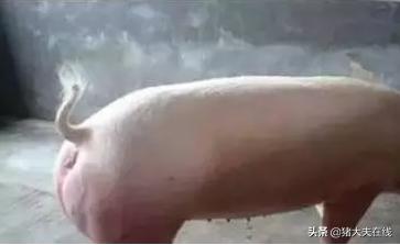 猪断尾巴有什么用,猪断尾和不断尾有啥区别