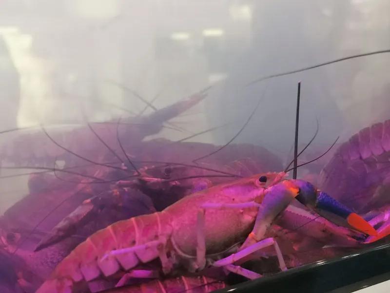 合肥农交会东西便宜吗,合肥农交会上的特产