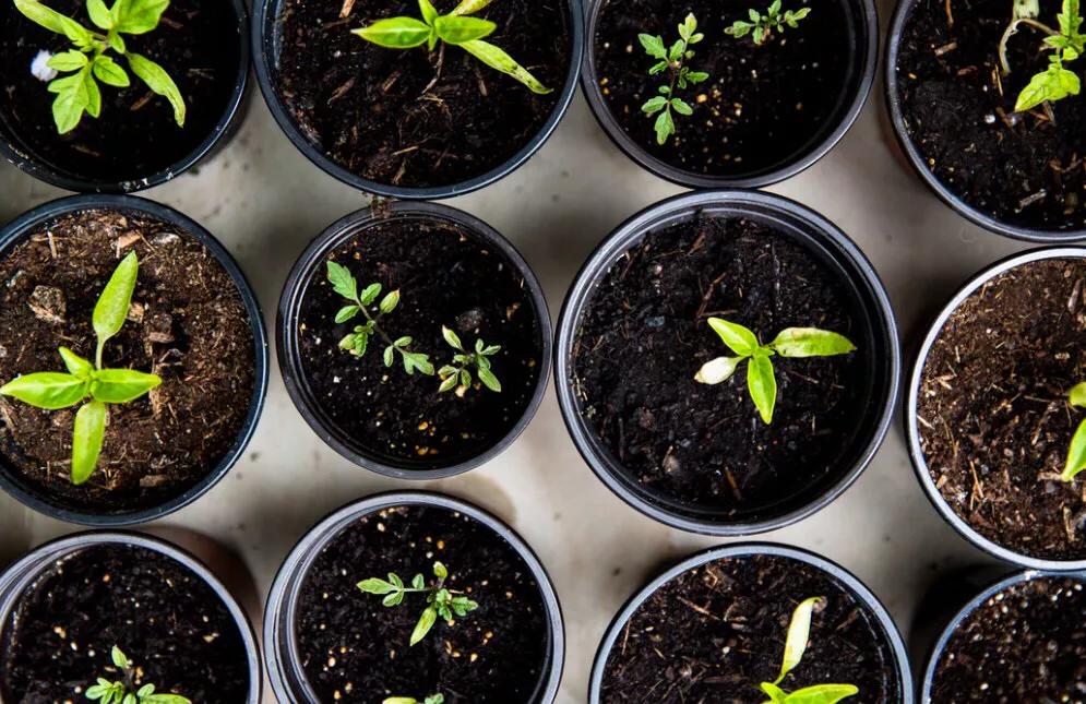 新手养花入门必学什么技能,新手养花入门必学教程