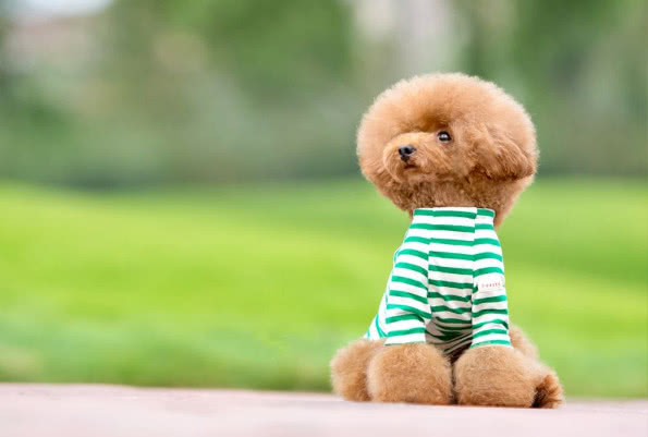 巧克力色的泰迪喂养的注意事项,泰迪狗狗姨妈期间需要注意什么吗