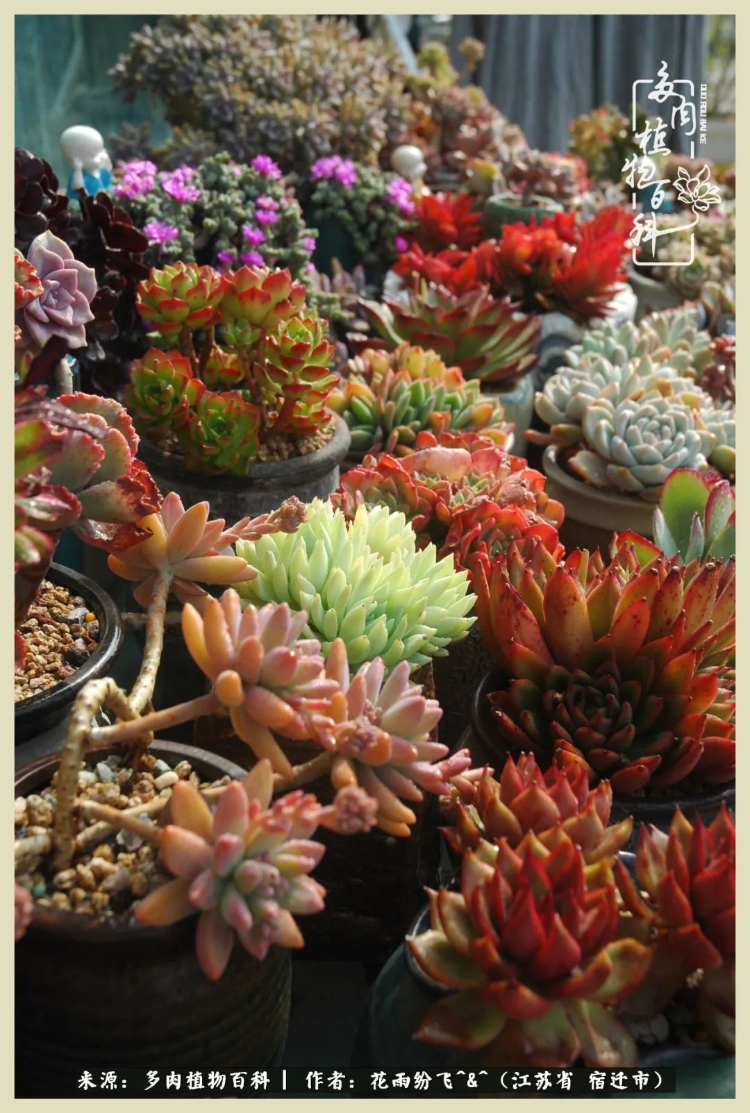 我家老臧：从反对到爱屋及乌的多肉守护人