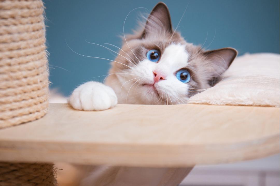 怎么通过触诊判断母猫是否怀孕,母猫乳头隆起是不是怀孕了