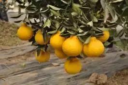 柑橘新优优缺点,设施柑橘新品种优缺点