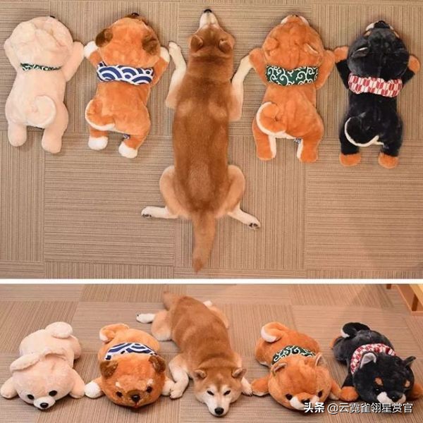 日本一博主给自家的两只柴犬买了几十只玩偶每天上演真实版找不同