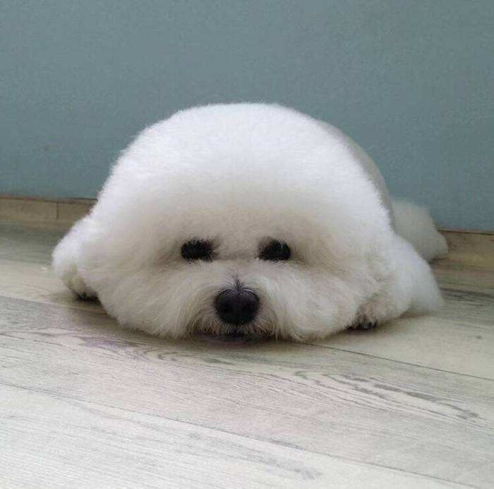 比熊犬的7大优点是什么,比熊犬最大的缺点是什么